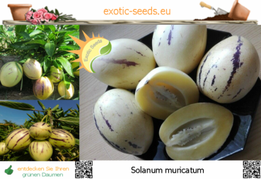 Solanum muricatum, Pepino, Birnenmelone, 10+ Samen